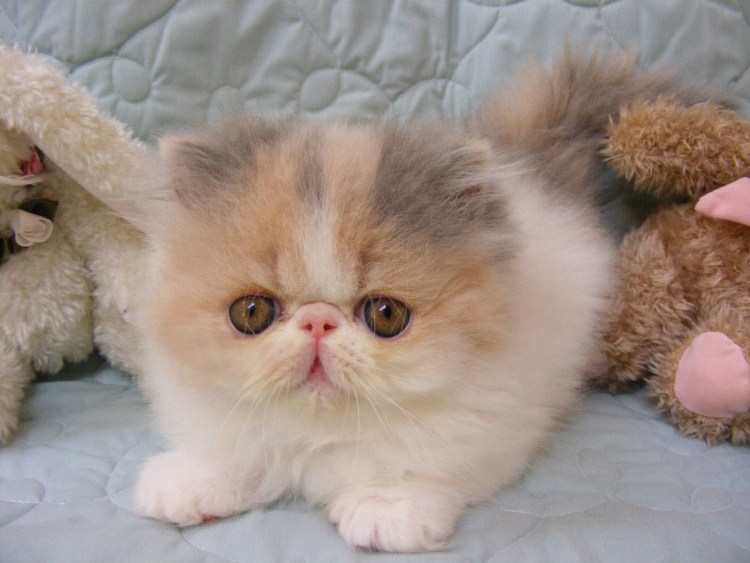 Exotic Shorthair