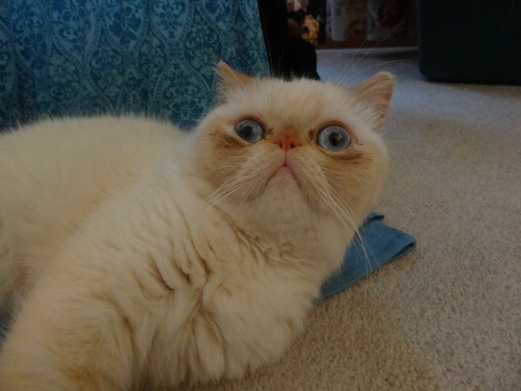 Японский кот экзот