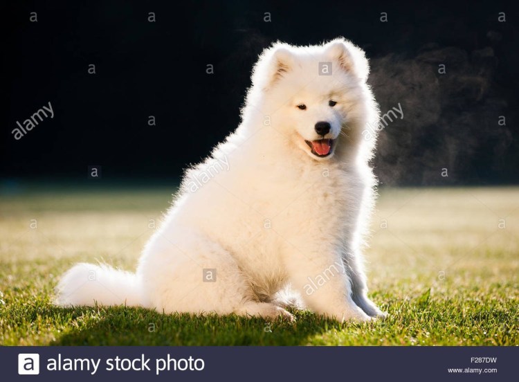 Лайка самоед