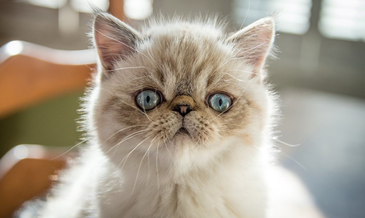 Вислоухий экзот Манчкин