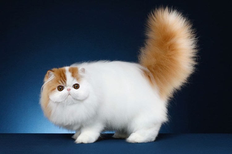 Кот породы экзот серый