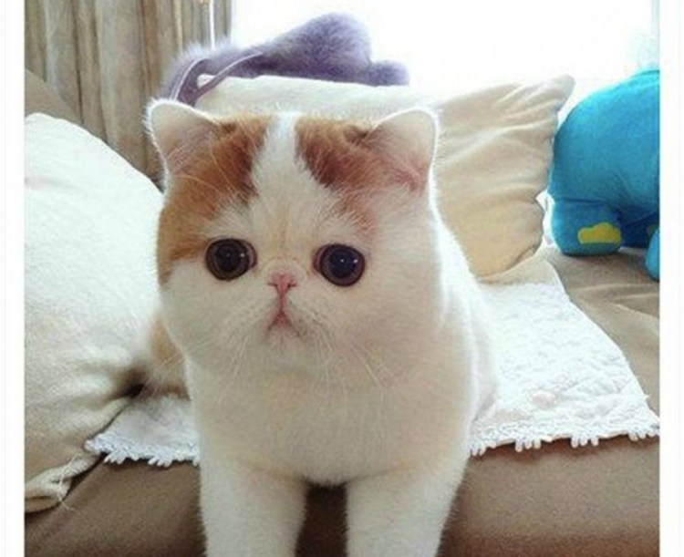 Хмурый кот Джуно