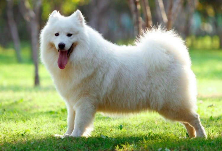 Самоедская лайка