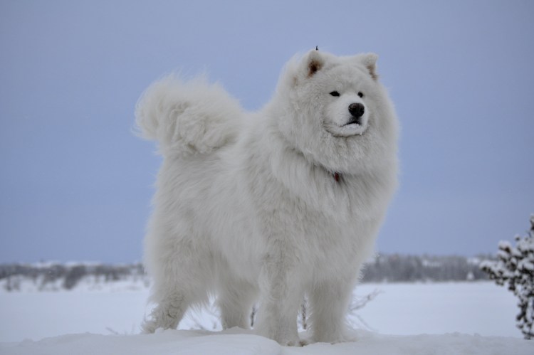 Шпиц юелыйпомеранский