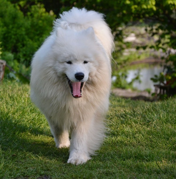 Порода собак самоед
