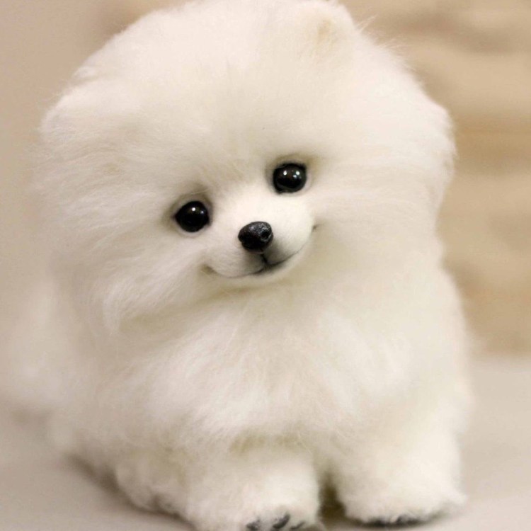 Самоед серый