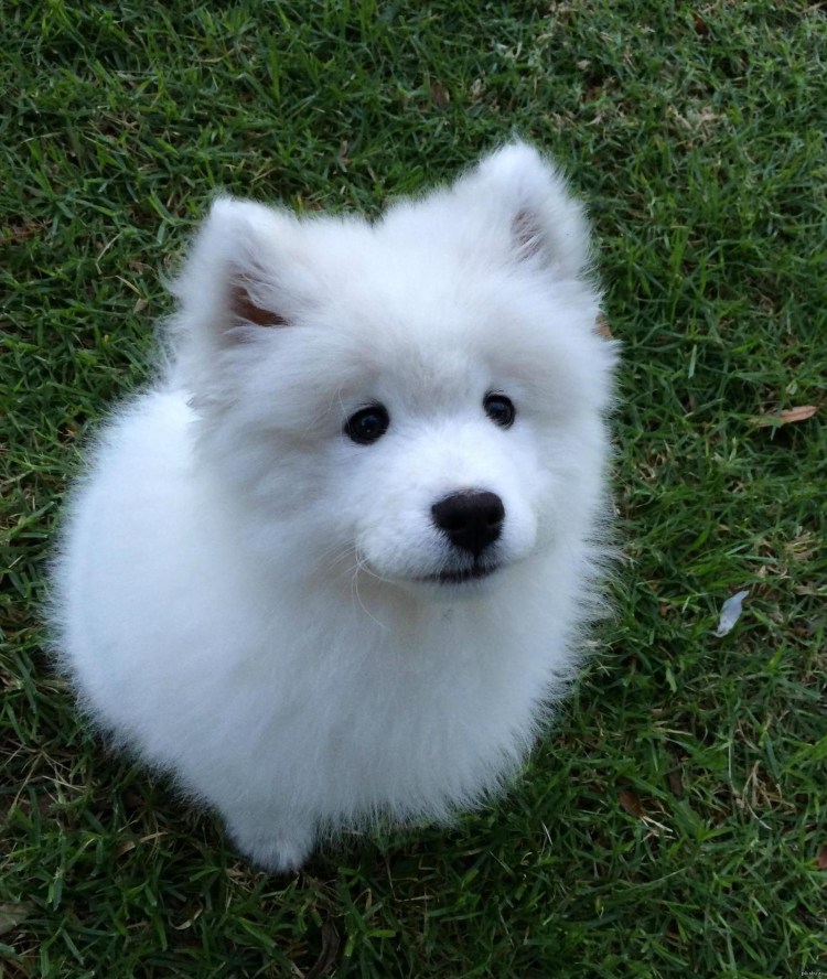 Самоед собака