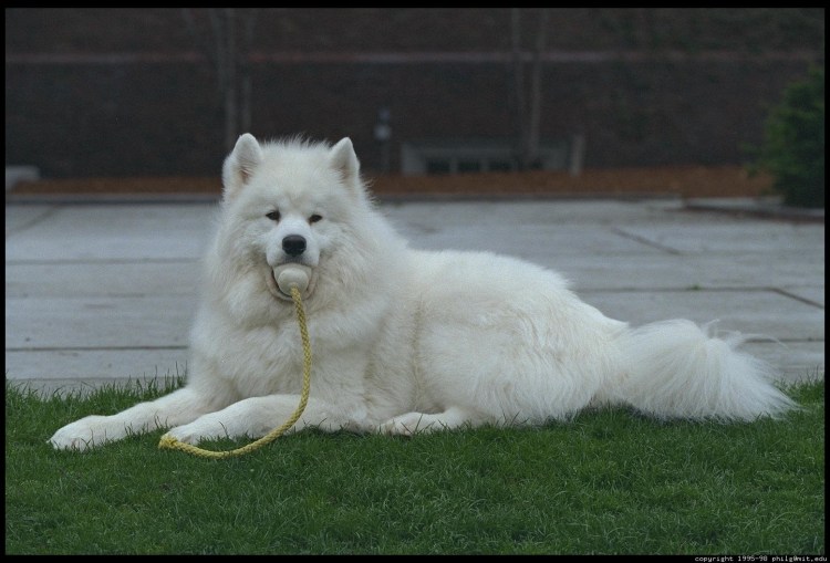 Большой пушистый пес