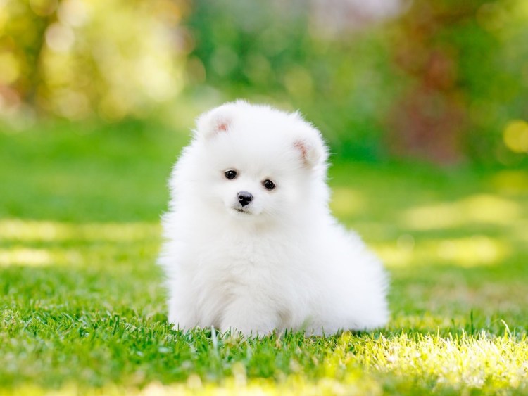 Золотистый ретривер плюс померанский шпиц