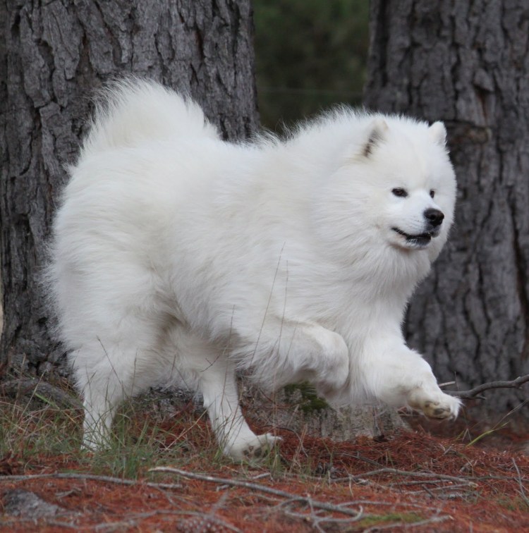 Самоедская лайка белая