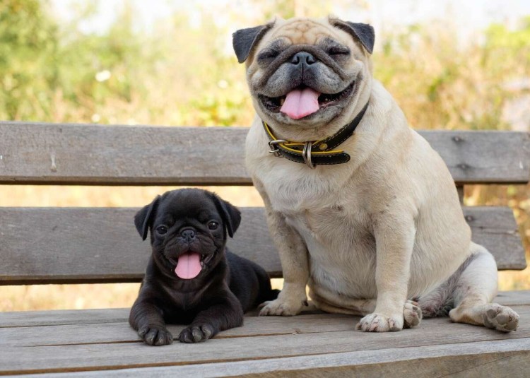 Американский ЛО-ши