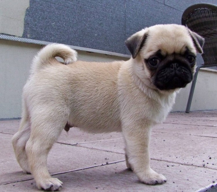 Американский ЛО-ши Мопс