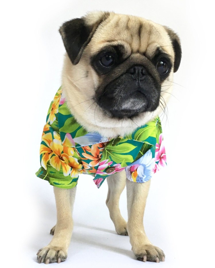 Одежда для мопсов на валберис