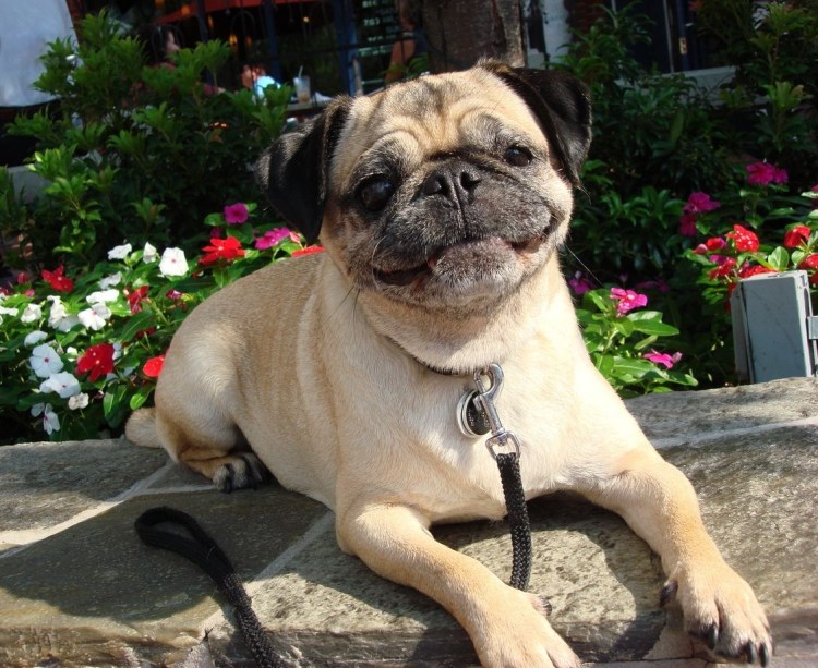 Pug Мопс