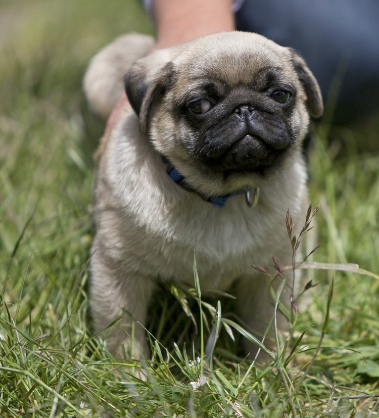Карликовый Мопс американский ЛО-ши