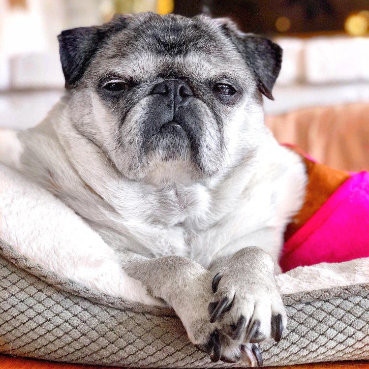 Мопс очкодёр