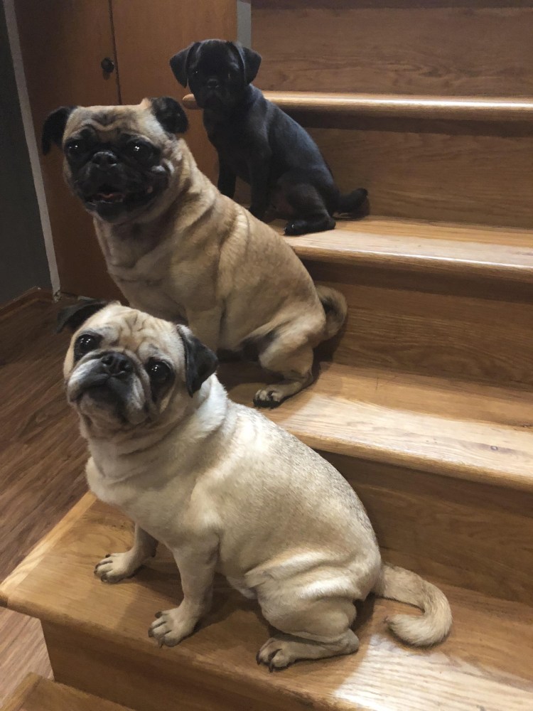 Мраморный Мопс