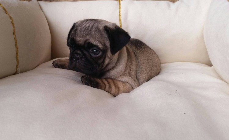 Карликовый Мопс американский ЛО-ши