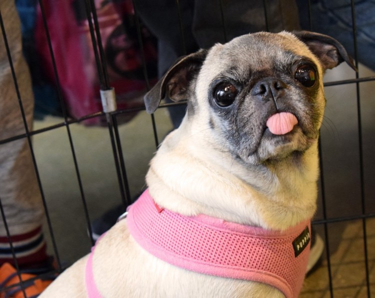 Американский Мопс