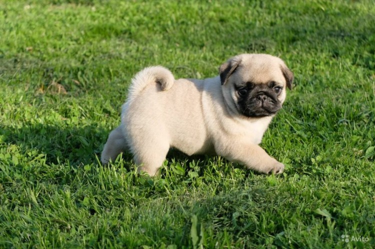 Карликовый Мопс