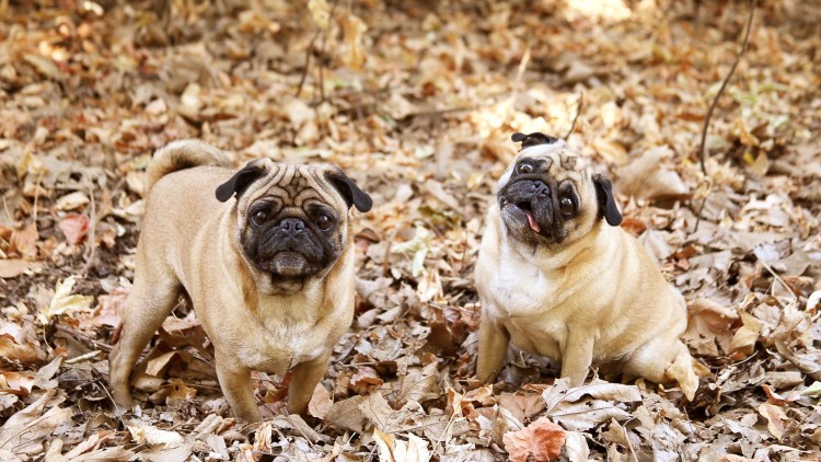 Собака Мопс