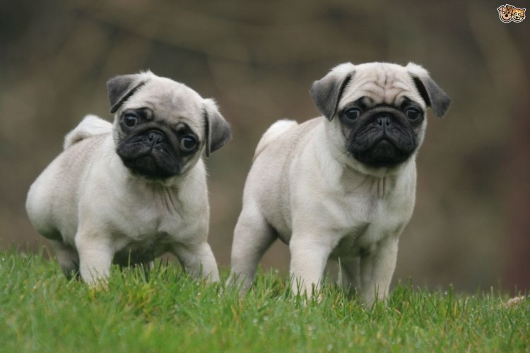 Карликовый Мопс американский ЛО-ши