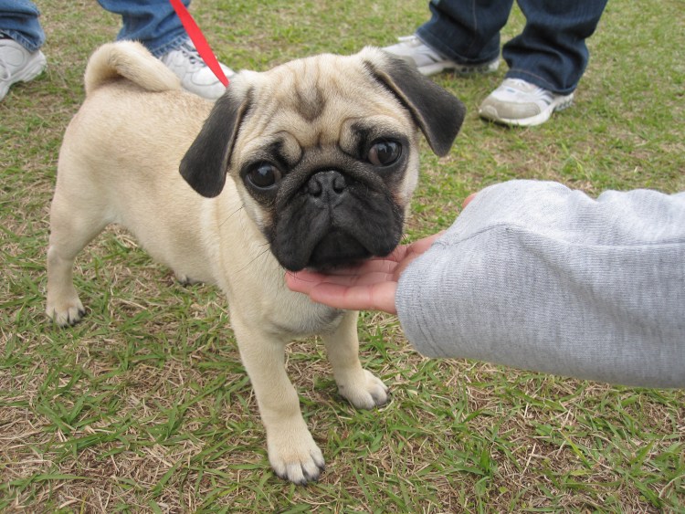 Американский ЛО-ши Мопс