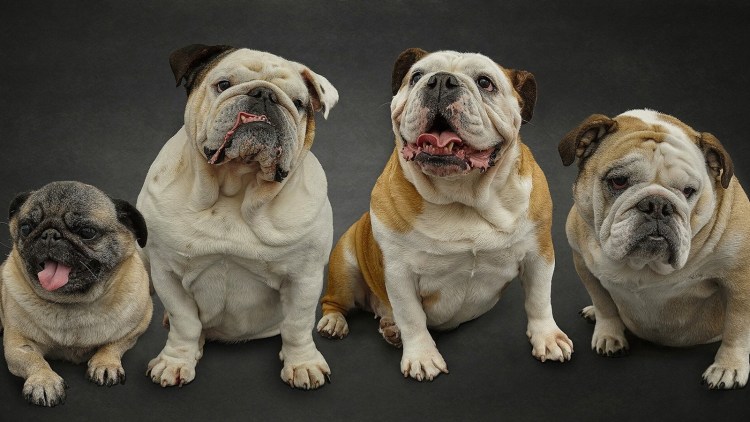 Бенгальский бульдог