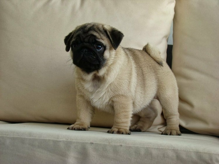 Тибетский Мопс