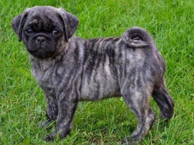 Американский ЛО-ши