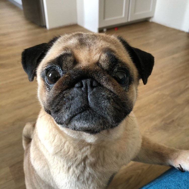 Чубася Мопс