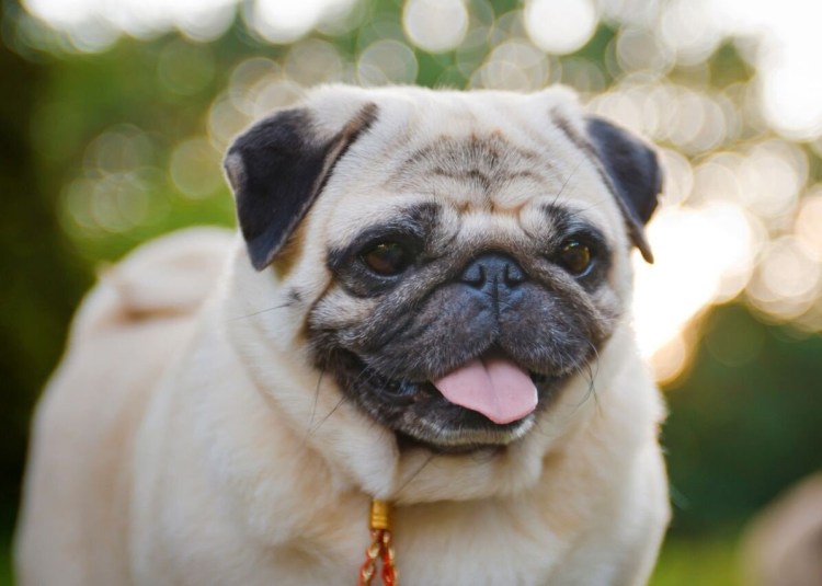 ЛО Цзе Мопс