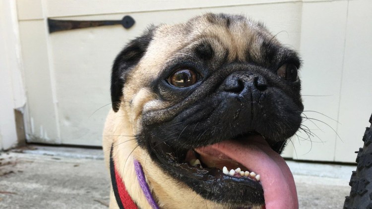 Американский Мопс