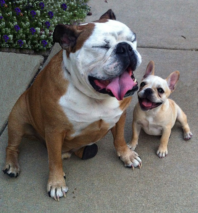 Французский бульдог и английский бульдог