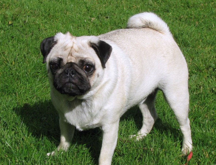 Черчилль Мопс