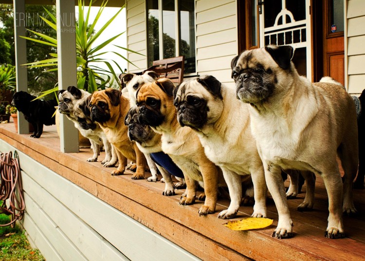 Большие мопсы