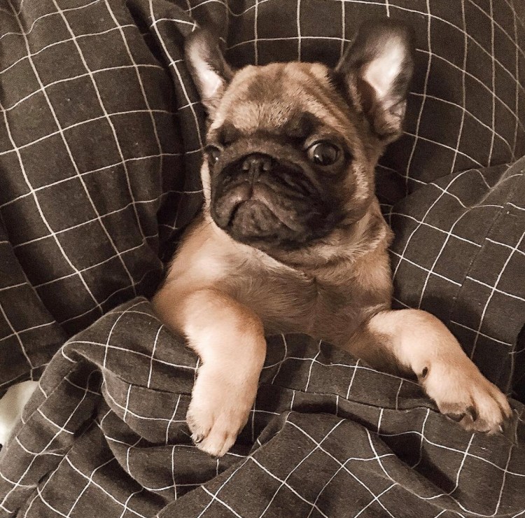 Американский Мопс