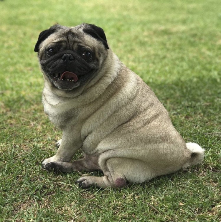 Мопс Франклин