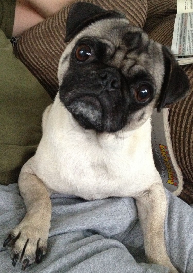 Мопс короткошерстный