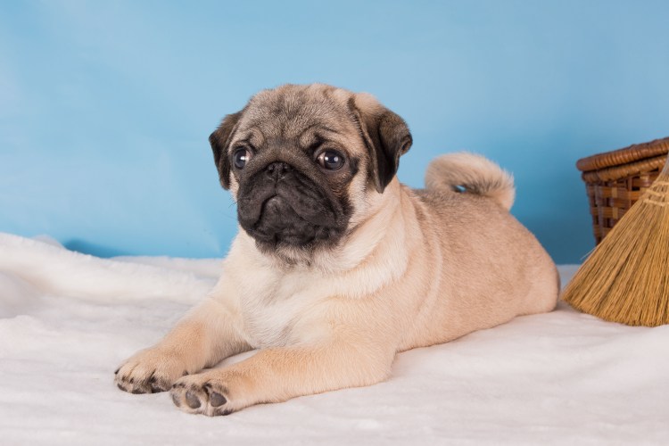 Мопс Кайзер