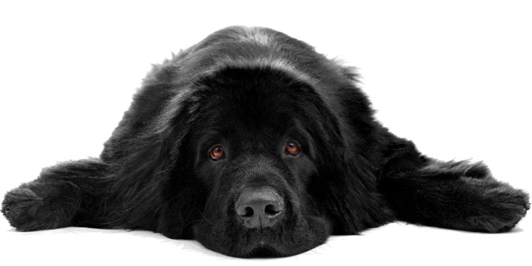 Золотистый ньюфаундленд