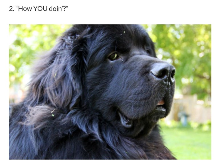 Ньюфаундленд собака черный