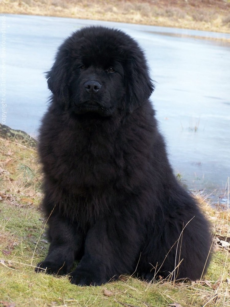 Карликовый ньюфаундленд