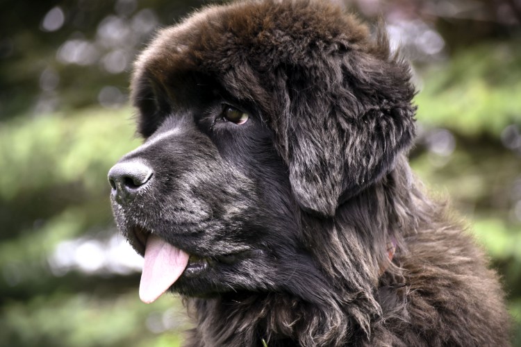 Ньюфаундленд (порода собак)