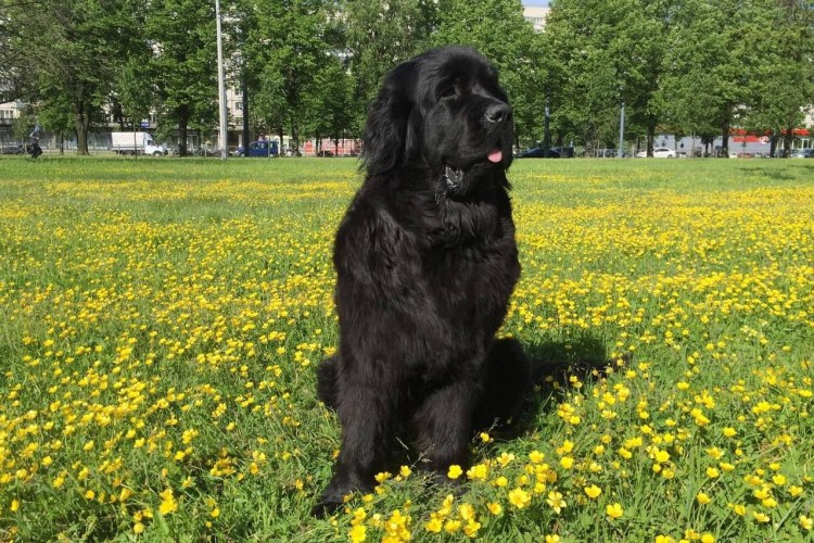 Ньюфаундленд (порода собак)