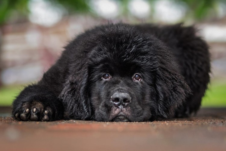 Чёрная собака на осеннем фоне