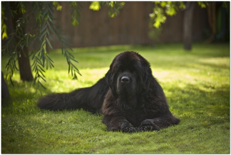 Ньюфаундленд (порода собак)