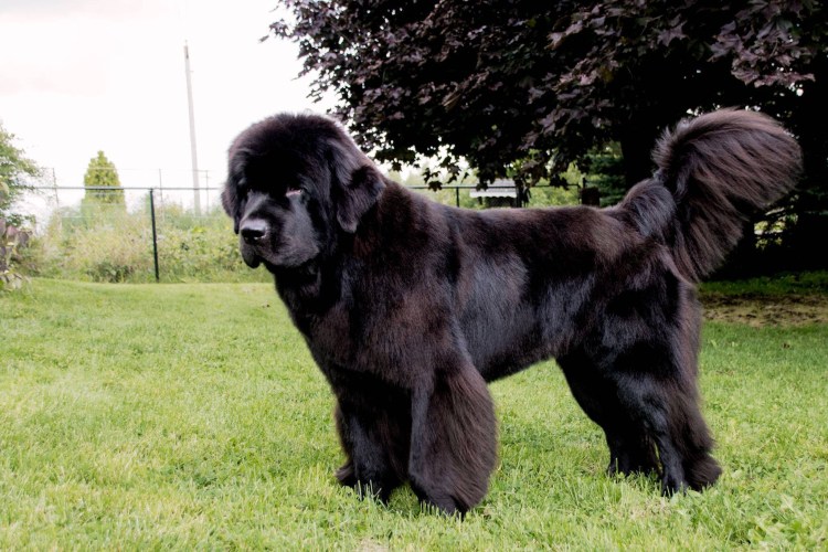 Ньюфаундленд собака лохматая большая