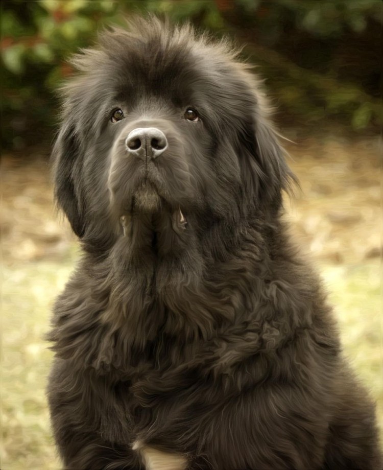 Ньюфаундленд водолаз