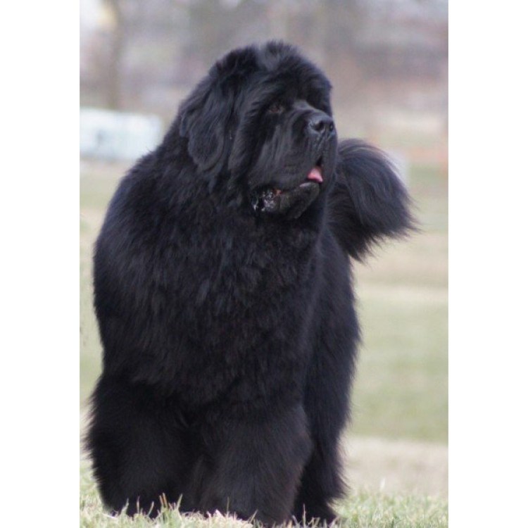 Лабрадор ньюф овчарка